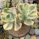 Echeveria 'Enfant' Variegated Cluster 5" Large Succulent Plant