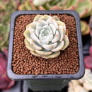 Echeveria 'Tinkerbell' Variegated 1" Succulent Plant