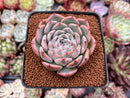 Echeveria 'Keralean' 2"-3" Succulent Plant