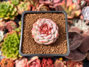 Echeveria 'Red Velvet' 1" Succulent Plant