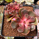 Echeveria 'Zestar' Crested 3" Succulent Plant