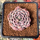 Echeveria Selected Hybrid 2" Succulent Plant