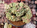 Echeveria 'Lemon and Lime' Crested 4" Succulent Plant