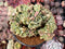 Echeveria 'Lemon and Lime' Crested 4" Succulent Plant