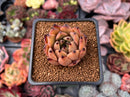 Echeveria Agavoides 'Sarabony' 1" Succulent Plant