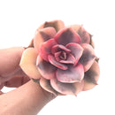 Echeveria ‘Rainbow’ 2” Rare Succulent Plant