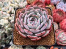 Echeveria 'Horizon' 2"-3" Succulent Plant