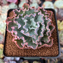 Echeveria 'Blue Curls' 2"-3" Succulent Plant