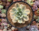 Echeveria Runyonii Variegated (Aka Echeveria 'Akaihosi' Variegated) 3"-4" Succulent Plant