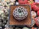 Echeveria 'Black Ball' 1" New Hybrid Succulent Plant