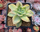 Graptoveria 'Harry Watson' Variegated 4" Succulent Plant