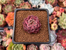 Echeveria 'Mohican' 1" Small Succulent Plant