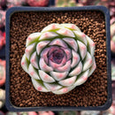 Echeveria 'Essence' 2" New Hybrid Succulent Plant