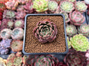 Echeveria Agavoides 'Red Q' 1" Succulent Plant
