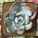 Echeveria 'Ivory' 2” Succulent Plant