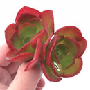 Echeveria ‘Nice’ Double-Headed Cluster 3” Rare Succulent Plant