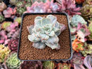 Echeveria 'Harry Watson' Mutated 2"-3" Succulent Plant