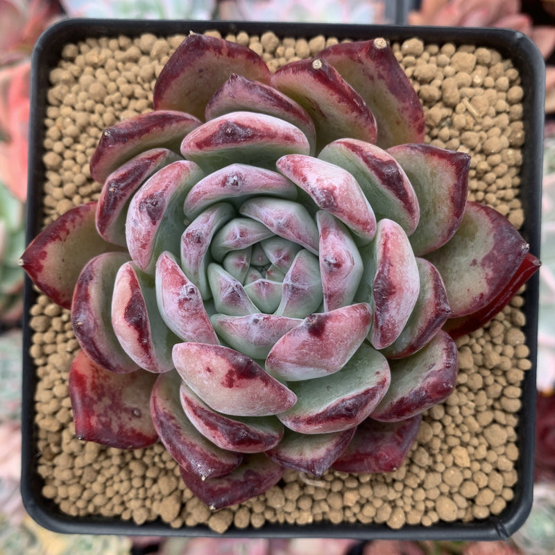 Echeveria 'Ratam' 4