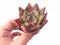 Echeveria Agavoides Mexican Maria Freckled 3” Rare Succulent Plant