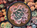 Echeveria 'Luella' Variegated 4"-5" Succulent Plant