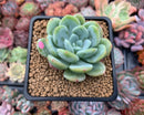 Echeveria 'Chloe' 2"-3" Powdery Succulent Plant