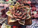 Echeveria Agavoides sp. 3" Succulent Plant