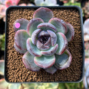 Echeveria 'Dark Opal' 2" Succulent Plant