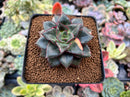 Echeveria 'Monocerotis' Variegated 3" Succulent Plant *Blemished*