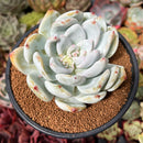 Echeveria 'Ivory' 3" Powdery Succulent Plant