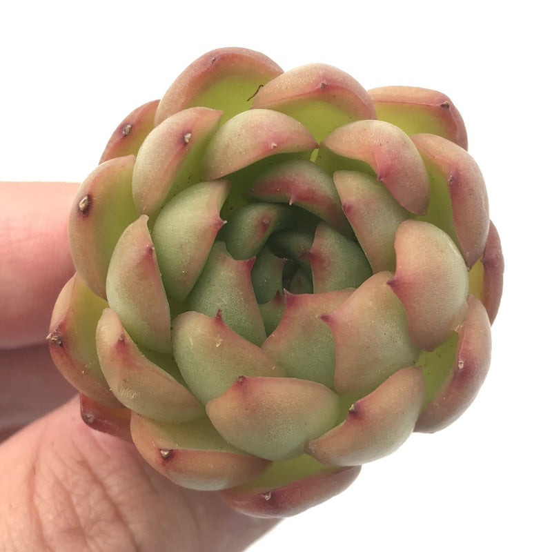 Echeveria 'Ball' 2" New Hybrid Rare Succulent Plant