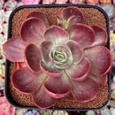 Echeveria 'Red Tan' 6" Large Succulent Plant