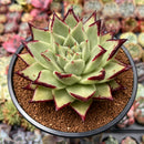 Echeveria Agavoides 'Super Black' 4" Succulent Plant