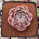 Echeveria 'Keralean' 2"-3" Succulent Plant