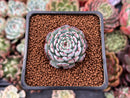 Echeveria 'Dark Minima' 1" New Hybrid Succulent Plant