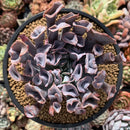 Echeveria 'Trumpet Pinky' 5"-6" Large Succulent Plant