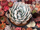 Echeveria 'Ivory' 5" Powdery Succulent Plant
