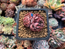 Echeveria Agavoides 'Vivace' 1"-2" Cluster Succulent Plant
