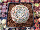 Echeveria 'Pure Love' 2"-3" Succulent Plant