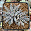 Echeveria 'Unguiculata' 3" Cluster Succulent Plant