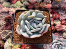 Echeveria 'Exotic' 2" Powdery Succulent Plant