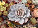 Echeveria 'Cream Tea' 4" Powdery Cutting Succulent Plant