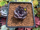 Echeveria 'Black Raccoon' New Hybrid 1" Succulent Plant