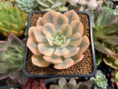 Echeveria Runyonii Variegated (Aka Echeveria 'Akaihosi' Variegated) 2" Succulent Plant