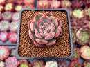 Echeveria 'Glam Pink' 1" Succulent Plant