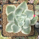 Echeveria 'Lemon Lime' Variegated 3" Succulent Plant
