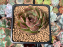 Echeveria Agavoides 'Black Rose' 2" Succulent Plant