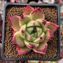 Echeveria Agavoides 'Ilya' 1"-2" Succulent Plant
