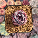 Echeveria 'Odette' 1"-2" Succulent Plant