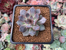 Echeveria 'Honki' 1"-2" Succulent Plant