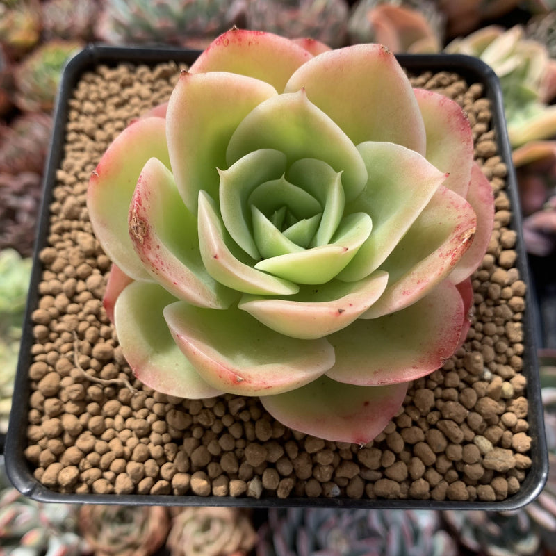 k succulent Echeveria 'Arenas' 2" Succulent Plant – True Succulents Plant Co